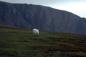 Snowdon