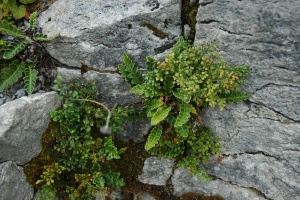 Burren