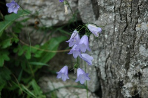Burren